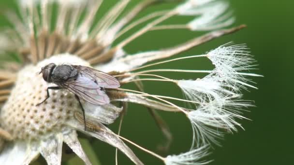 晨露湿淋淋的飞在蒲公英野花的种子上 昆虫周围的宏观景观 — 图库视频影像
