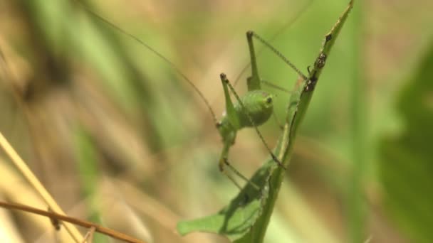 Larva Instar Bambino Katydid Seduto Stelo Seme Secco Nel Prato — Video Stock