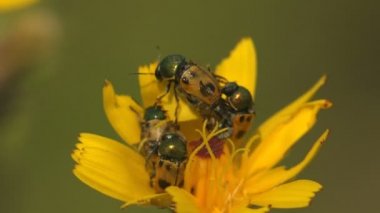 Kryptocephalinae alt familyasındaki yaprak böceğinin dört Clytra dörtlüsü, sarı bir çiçeğin üzerinde iki siyah nokta bulunur. Böceklerin ve çiftleşmenin kur yapma ritüelleri. Vahşi hayatta Macro böceğini görüntüle