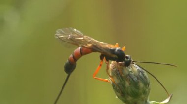 Makro görüş böceği. Ammophila sabulosa, eşek arısı familyasından Ammophilinae familyasından bir yaban arısı türüdür. Ammophila parazit eşek arısı değildir.
