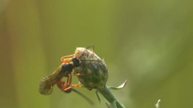 Ammophila parazit eşek arısı değildir. Ammophila sabulosa, eşek arısı familyasından Ammophilinae familyasından bir yaban arısı türüdür. Makro görünüm böceği