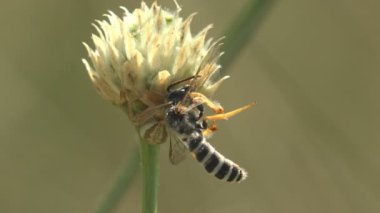 Atlayan örümcek, kurak çiçeğe eşekarısı boyası sürerken yakalanmış. Yabanarısı çiçeklerde polen topluyordu ve örümcek tarafından saldırıya uğradı. Vahşi hayatta makro böceği görüntüle