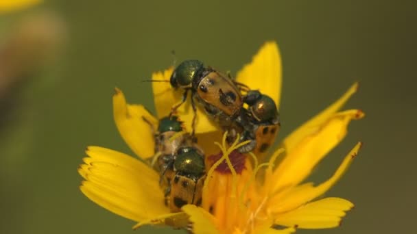 Čtyři Clytra Quadripunctata Listí Brouka Podčeledi Cryptocephalinae Dvěma Černými Tečkami — Stock video