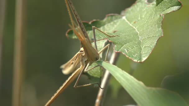 东方长毛蚱蜢 中国蚱蜢在夏天的草地上吃青草叶 野生生物中的宏观昆虫视角 — 图库视频影像
