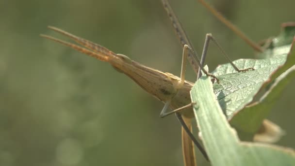 Acrida Cinerea Doğu Uzun Saçlı Çekirge Çekirge Çin Çekirgesi Yaz — Stok video