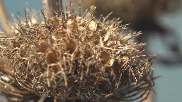 Thistle Φυτό Ξηρό Σπόρους Έγχρωμο Φόντο Στο Θερινό Λιβάδι Φανταστική — Αρχείο Βίντεο