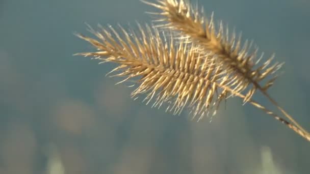 Field Dry Grass Seeds Fluttering Wind Autumn Meadow — Stock Video