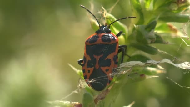 Pyrrhocoris Apterus Insekt Der Familie Pyrrhocoridae Rote Und Schwarze Färbung — Stockvideo