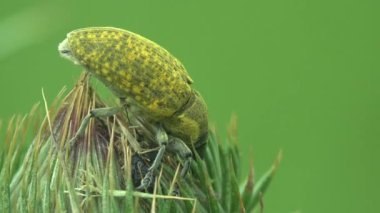 Rubarb Weevil, Curculionidae, Lixus Concavus - Rhubarb Curculio yeşil tomurcuk Thistle 'a sürünür. Yaz otlağındaki böceklerin makro görünümü