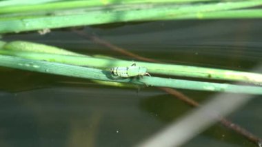Küçük ağustos böceği benzeri böcekler yeşil bitkilerin arasında otların üzerinde sürünürler. Vahşi hayatta bir böceğin makro görüntüsü
