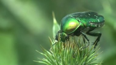Cotinis nitida, yeşil Haziran böceği, Haziran böceği, Haziran böceği, Scarabaeidae familyasından bir böcek, devedikeni çiçeği tomurcuğunun üzerinde oturuyor. Vahşi Yaşam 'da Makro görünüm böceği