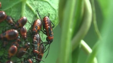 Sömürge Kundakçı yeşil bitkide, besleniyor. Pyrrhocoris apterus, Pyrrhocoridae familyasından bir böcek, kırmızı ve siyah renkli. Vahşi hayatta Macro böceğini görüntüle