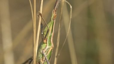 Böcek kamuflajı, Spools Leptisma marginicollis, kürdan çekirgesi, ince çekirge, sivri uçlu baş ve düz kılıç şeklinde anten. Vahşi Yaşamda Makro Görünüm Böceği