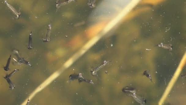 Mosquito Třetí Etapa Larva Vznáší Hladině Temné Vody Lesních Bažin — Stock video