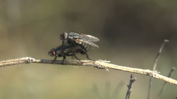 Rituales Cortejo Insectos Apareamiento Diptera Two Tachinidae Carcelia Tachina Flies — Vídeos de Stock