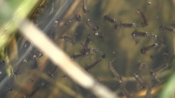 Macro Ver Insectos Bajo Agua Mosquito Etapa Tercera Larva Flota — Vídeo de stock