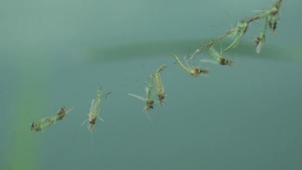 Zobrazit Makro Hmyzu Přírodě Mosquito Pavučině Komáři Jsou Čeledi Culicidae — Stock video