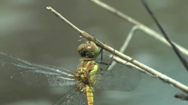 Dragonfly 'ın portresi, tek kanadı olmadan, Odonata' ya arka plan yeşilinin kuru sapında oturmasını emreder. Vahşi hayatta Macro böceğini görüntüle