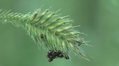 Koloni smal Pentatomidae böceği, kalkan böcekleri genellikle kalkan böcekleri veya pis kokulu böcekler olarak adlandırılan Hemiptera 'ya ait böceklerin kuru yaprağında otururlar. Vahşi yaşamın Macro görünümü