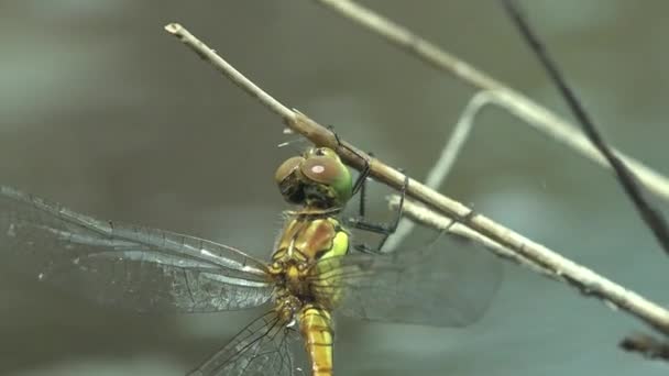 Retrato Libélula Sin Ala Orden Odonata Sentado Sobre Tallo Seco — Vídeos de Stock