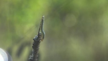 Açık kahverengi küçük tırtıl taklitçi böceğin kuru dalı gibi davranıyor. Vahşi hayatta makroyu görüntüle