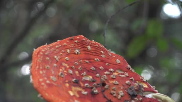 Muchomor Grzyb Czerwonej Czapce Ciemnym Lesie Letnim Zobacz Makro Rośliny — Wideo stockowe