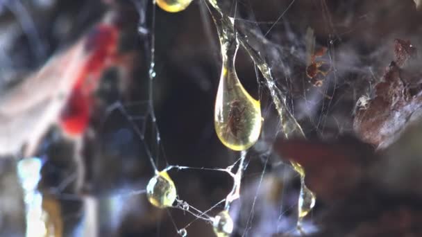 Mravenec Rozostřený Muška Uvízlá Pryskyřici Borovice Zobrazit Makro Hmyz — Stock video