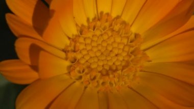 Calendula officinalis, marigold, ruddles, marigold veya Scotch marigold, papatya familyasından bir çiçek bitkisidir. Makro çiçekleri görüntüle