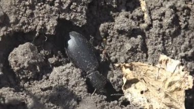 Carabus, Carabidae familyasından bir böcek cinsidir ve kendini toprağa gömer.