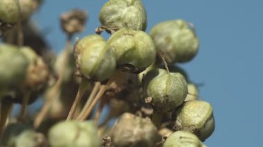 Kuru tohum soğanı (sarımsak, soğan, soğan, pırasa, soğan) tek tip çiçekli bitkiler. Çiftlik bahçesi tarlasında Allium sativum. Makro bitki