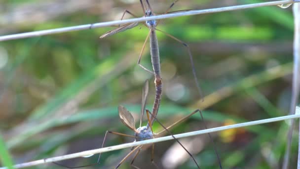 求爱游戏两只鹤飞蚊子 互锁的腹部使卵子繁殖和受精 审视野生生物中的宏观昆虫 — 图库视频影像