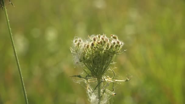 Wilde Bloempitten Omgeven Door Spinnenwebben Groeien Droge Stengel Groene Achtergrond — Stockvideo