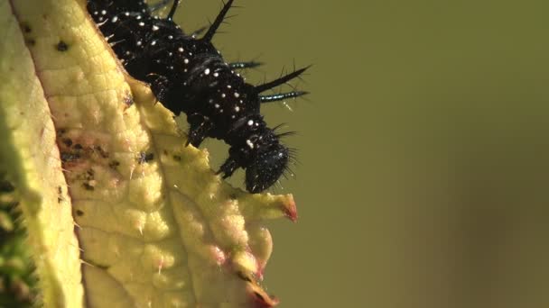 Schwarze Und Stachelige Raupe Des Tagpfauenfalters Inachis Makro Ansicht Von — Stockvideo