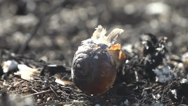 Escargots Laissant Que Des Coquilles Noires Carbonisées Vue Macro Terre — Video