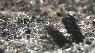 Vahşi ateş böcekleri, küçük sürüngenleri ve sümüklüböcekleri öldürdü, Çayırda yanmış ve ölü toprak Macro manzarası, Salyangozlar sadece yanmış siyah kabuklar bıraktı