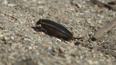 Büyük dalış böceği (Dytiscus marginalis su böcekleri) yaz nehrinin kumlu toprakları boyunca koyu renkli kamışların arasında hızla koşar. Vahşi Yaşam 'da Makro görünüm böceği