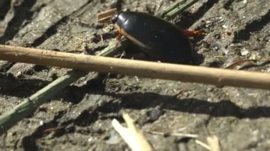Büyük dalış böceği (Dytiscus marginalis su böcekleri) yaz nehrinin kumlu toprakları boyunca koyu renkli kamışların arasında hızla koşar. Vahşi Yaşam 'da Makro görünüm böceği