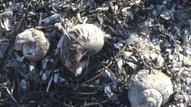Çayırdaki kavrulmuş ve ölü toprağın makro görüntüsü, sadece yanmış siyah kabuklar, vahşi ateş, küçük sürüngenler ve sümüklü böcekleri öldürüyor.