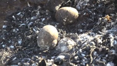 Salyangozlar sadece yanmış siyah kabuklar, çayırda kavrulmuş ve ölmüş toprak, vahşi ateş böcekleri, küçük sürüngenleri ve sümüklüböcekleri öldürdü.