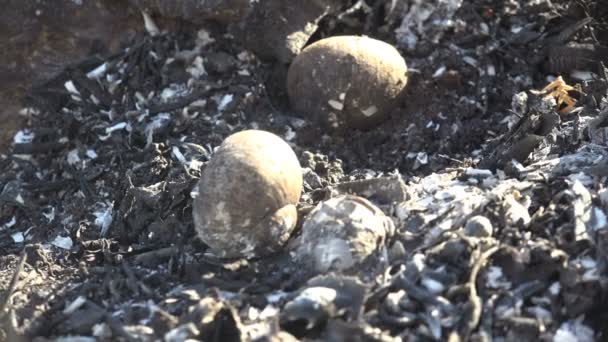 Caracoles Dejando Solo Conchas Negras Carbonizadas Macro Vista Tierra Quemada — Vídeo de stock