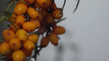 Bir demet sağlıklı portakal meyvesi. Su aygırı üzümleri, deniz dikenleri cinsi, ağaçta uzun yapraklarla büyük vuruşlar.