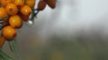 Bir demet sağlıklı portakal meyvesi. Su aygırı üzümleri, deniz dikenleri cinsi, ağaçta uzun yapraklarla büyük vuruşlar.