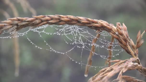 Runda Färska Och Transparenta Droppar Morgondagg Friskhet Sommarskogen Med Diamanter — Stockvideo