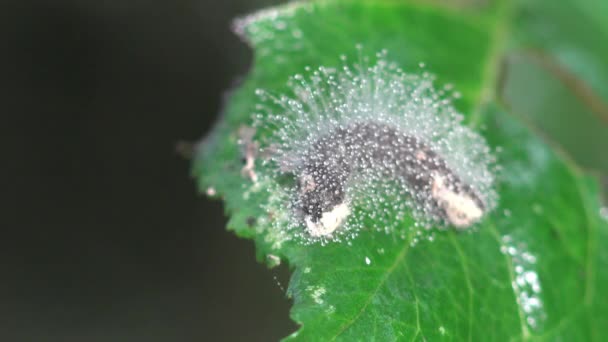 毛虫は緑の葉に座り 透明な露は朝の太陽の下で輝きます 野生動物のマクロ昆虫を見る — ストック動画