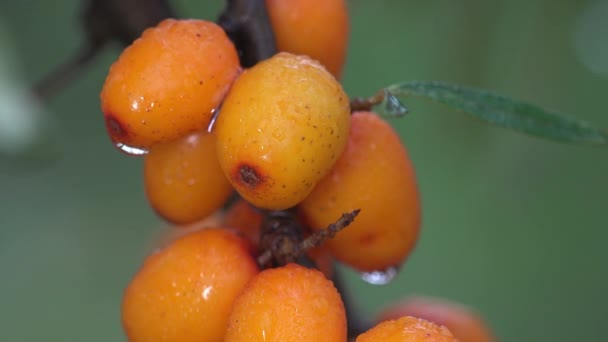 오렌지 베리의 분점입니다 속하는 페장과는 나무에 커다란 맞았다 — 비디오