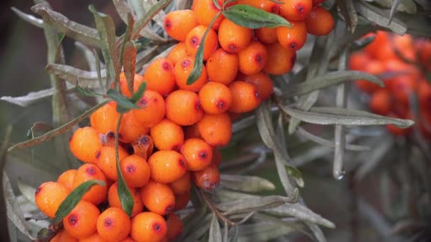 Bunches Orange Healthy Berries Hipophae Berries Genus Dari Duri Laut — Stok Video