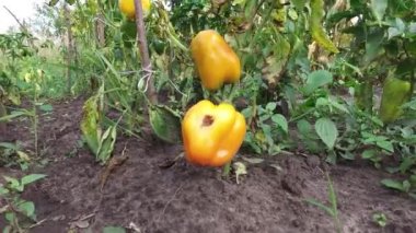 Tarım alanında sarı dolmalık biber