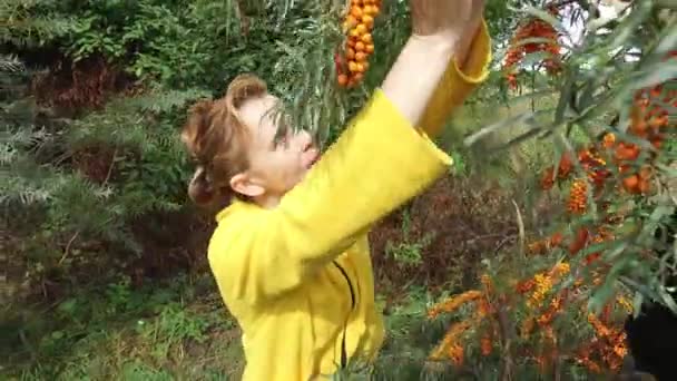 一个成熟女人的画像 她从橙树上采摘药用浆果 番石榴属 海带刺属 — 图库视频影像