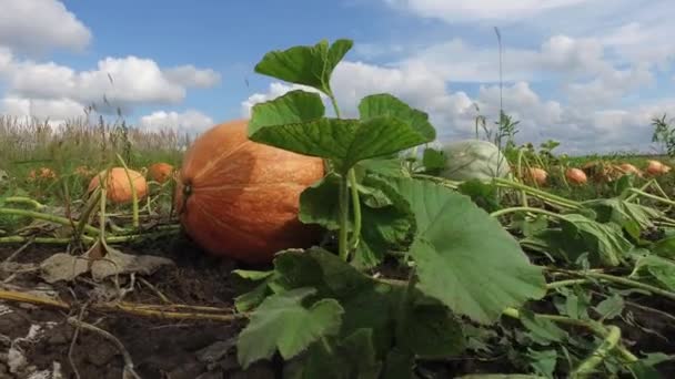 Cucurbita Pepo Pumpkins Bright Orange Είναι Γένος Ποωδών Αμπελιών Της — Αρχείο Βίντεο