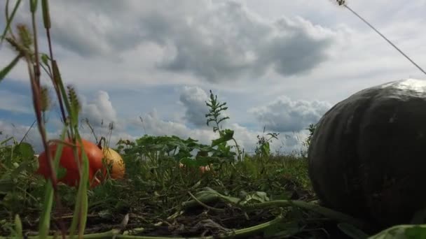 Cucurbita Pepo Balkabakları Tarlada Parlak Turuncu Olanlar Kabak Familyası Cucurbitaceae — Stok video